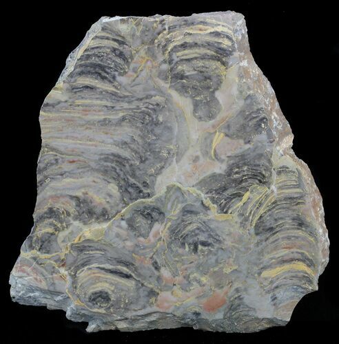 Polished Stromatolite From Russia - Million Years #57692